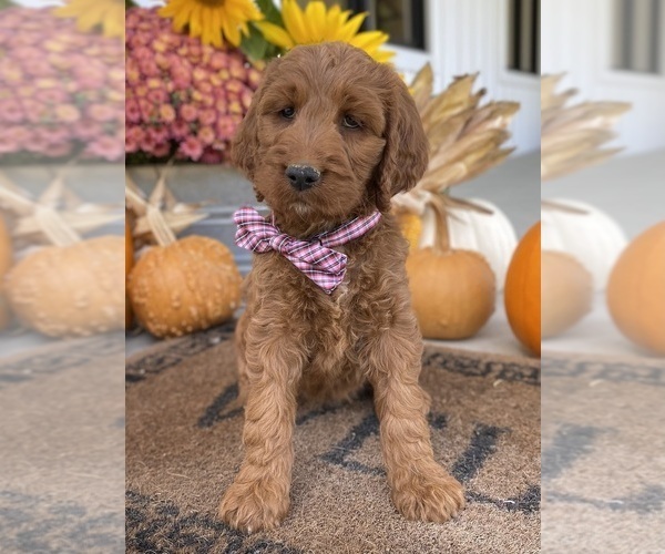 Medium Photo #5 Irish Doodle Puppy For Sale in WOOSTER, OH, USA
