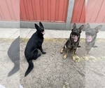 Small #7 German Shepherd Dog