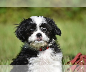 Auss-Tzu Puppy for sale in PALM COAST, FL, USA