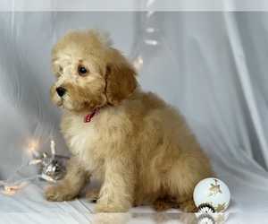 Cavapoo Puppy for sale in HOUSTON, TX, USA