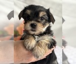 Small #5 Morkie