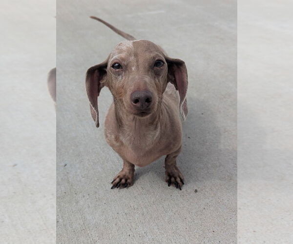 Medium Photo #8 Dachshund Puppy For Sale in Shelbyville, TN, USA