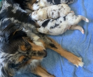 Mother of the Australian Shepherd puppies born on 04/03/2021