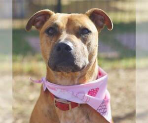 German Shepherd Dog-Unknown Mix Dogs for adoption in San Antonio, TX, USA