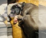 Small Photo #4 American Pit Bull Terrier-Unknown Mix Puppy For Sale in Princeton, MN, USA