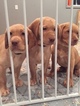Small Photo #1 Labrador Retriever Puppy For Sale in MINSTER, OH, USA