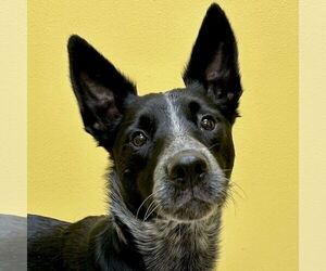 Mutt Dogs for adoption in Jefferson, WI, USA