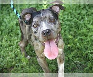Medium American Staffordshire Terrier-Catahoula Leopard Dog Mix