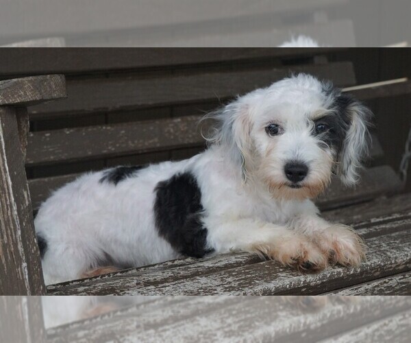 Medium Photo #6 Miniature Australian Shepherd-Poodle (Toy) Mix Puppy For Sale in FREDERICKSBURG, OH, USA