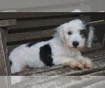 Small Photo #6 Miniature Australian Shepherd-Poodle (Toy) Mix Puppy For Sale in FREDERICKSBURG, OH, USA