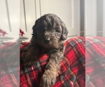 Small #4 Aussiedoodle Miniature 