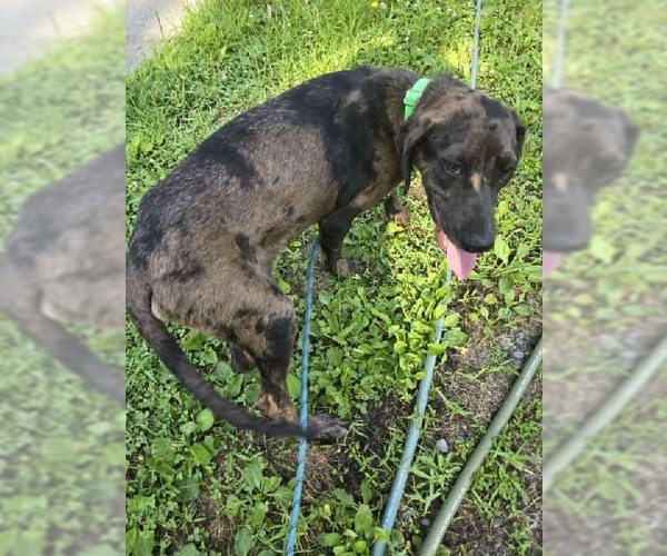 Medium Photo #7 Mutt Puppy For Sale in Hinton, WV, USA
