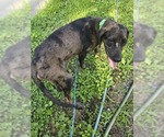 Small #6 Mutt
