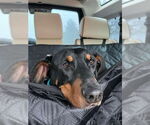 Small #7 Doberman Pinscher Mix