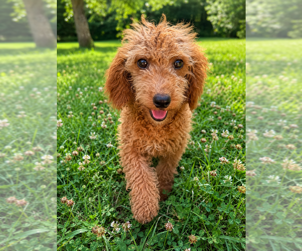 Medium Photo #39 Goldendoodle mix (+ Poodle Miniature) Puppy For Sale in DURHAM, CT, USA