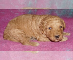 Miniature Labradoodle Puppy for sale in LA HABRA, CA, USA