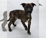 Small #4 Australian Shepherd Mix