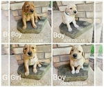 Small Photo #1 Golden Retriever Puppy For Sale in THE WOODLANDS, TX, USA