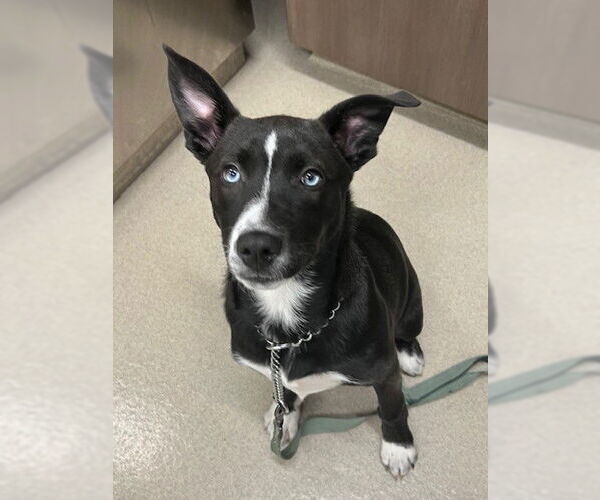 Medium Photo #1 Border Collie Puppy For Sale in Baytown, TX, USA