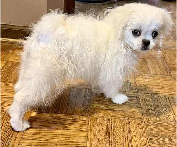 Medium Photo #2 Malchi Puppy For Sale in BELTON, MO, USA