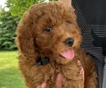 Puppy Curly Female Goldendoodle (Miniature)