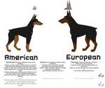 Small Photo #27 Doberman Pinscher Puppy For Sale in PORTLAND, OR, USA