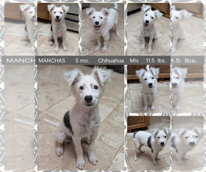 Chihuahua-Unknown Mix Dogs for adoption in Mesa, AZ, USA
