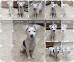 Small Chihuahua Mix