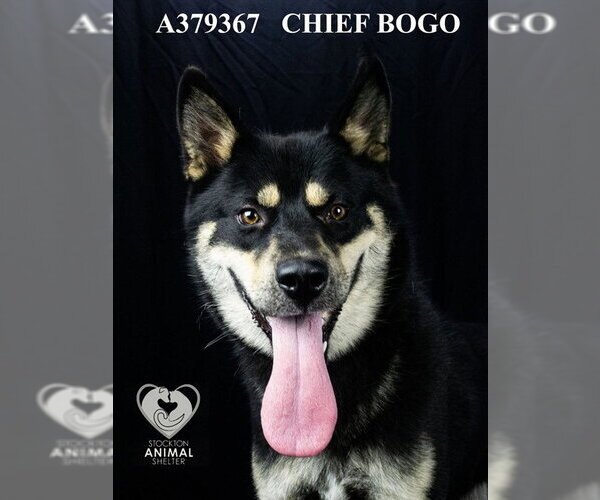 Medium Photo #2 Siberian Husky-Unknown Mix Puppy For Sale in Stockton, CA, USA