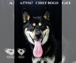 Small #1 Siberian Husky Mix