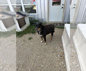 Lucky - Male Australian Shepherd-Rottweiler Mix Dog for Adoption - Photo #4
