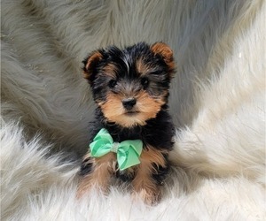 Medium Yorkshire Terrier