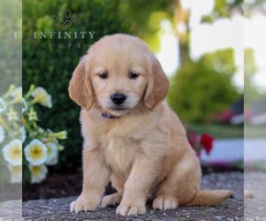 Golden Retriever Puppy for sale in LITITZ, PA, USA