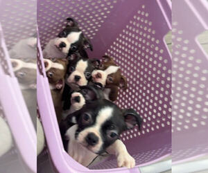 Boston Terrier Puppy for sale in BERRIEN SPRGS, MI, USA