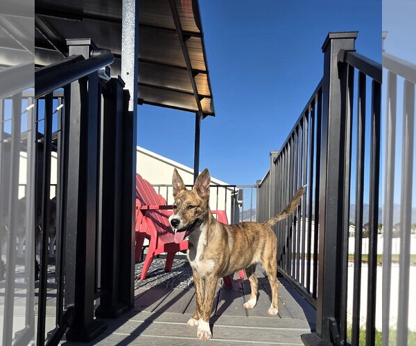 Medium Photo #10 Mutt Puppy For Sale in Sandy, UT, USA