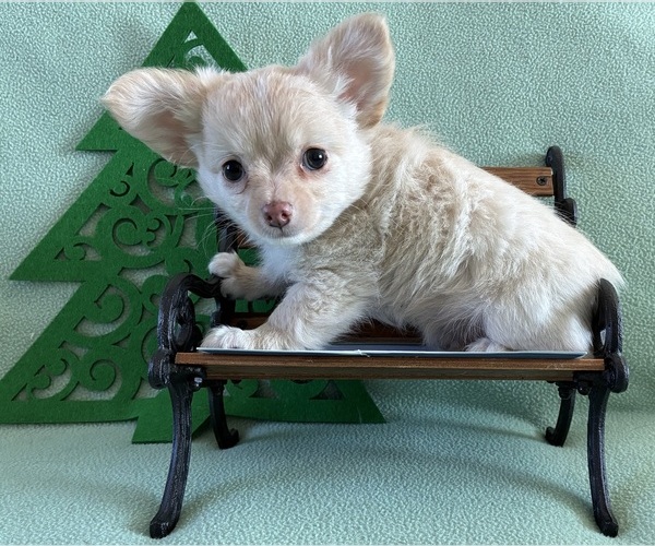 Medium Photo #6 Chihuahua Puppy For Sale in NEWVILLE, PA, USA