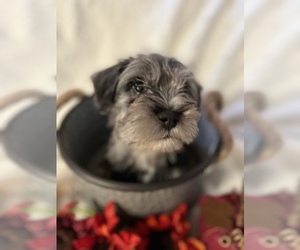 Schnauzer (Miniature) Puppy for sale in MACON, GA, USA