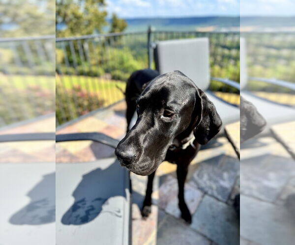 Medium Photo #4 Mutt Puppy For Sale in Gulfport, MI, USA