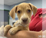 Small #1 Retriever  Mix