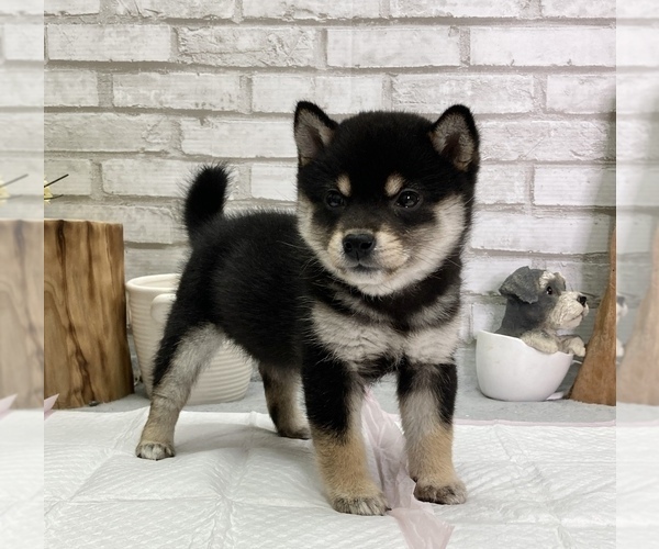 Medium Photo #7 Shiba Inu Puppy For Sale in SAN JOSE, CA, USA