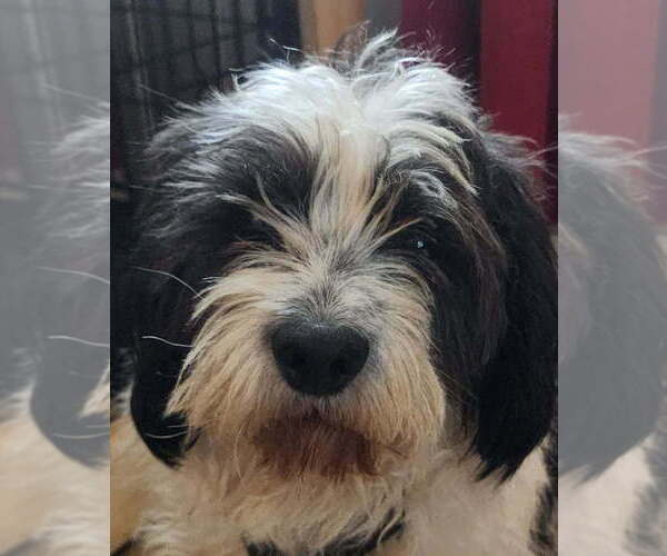 Medium Photo #1 Mutt Puppy For Sale in Aurora, IN, USA