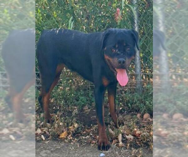 Medium Photo #1 Rottweiler Puppy For Sale in Sacramento, CA, USA