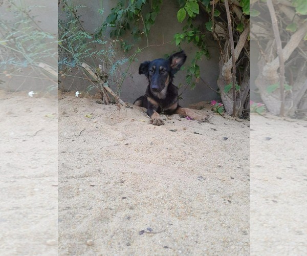 Medium Photo #4 German Shepherd Dog-Unknown Mix Puppy For Sale in NYC, NY, USA