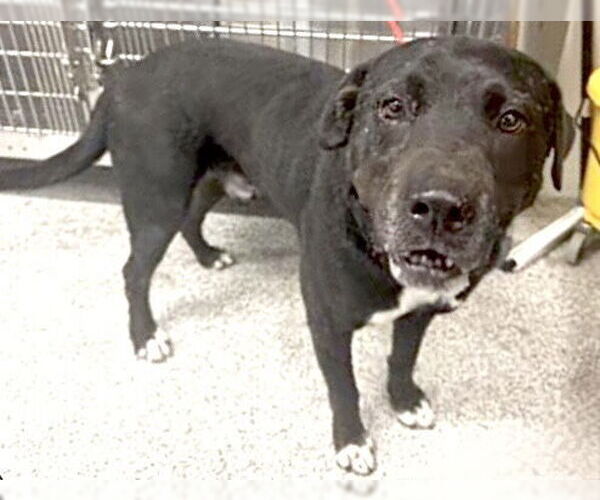 Medium Photo #2 Labrador Retriever-Unknown Mix Puppy For Sale in Houston, TX, USA