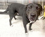 Small #1 Labrador Retriever Mix
