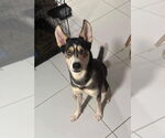 Small #7 Siberian Husky Mix
