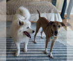Small Photo #3 Labrador Retriever-Saluki Mix Puppy For Sale in Washington, DC, USA