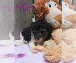 Puppy Lila Poodle (Toy)