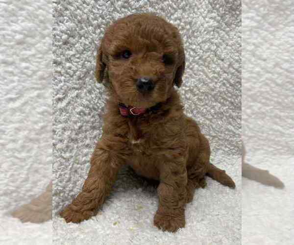 Medium Photo #4 Goldendoodle (Miniature) Puppy For Sale in HULL, IA, USA