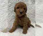 Puppy 2 Goldendoodle (Miniature)